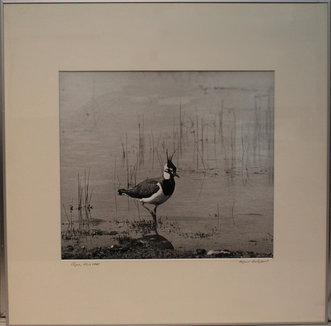 EDGARD ERIKSSON. "Ripa Fårö 1981" och "Tutarmossen 1978". Fotografier. Signerade.