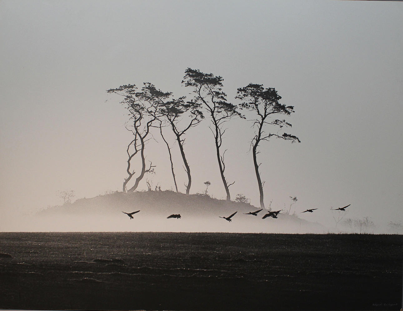 EDGARD ERIKSSON. Gässen landar i morgondimman. Fotografi. Signerade.