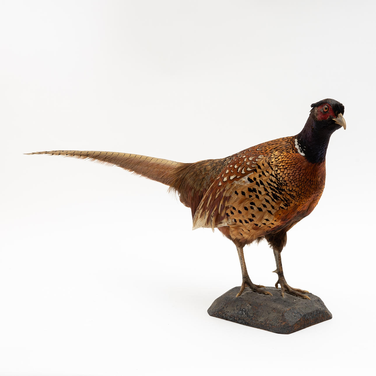 TAXIDERMY, Pheasant.