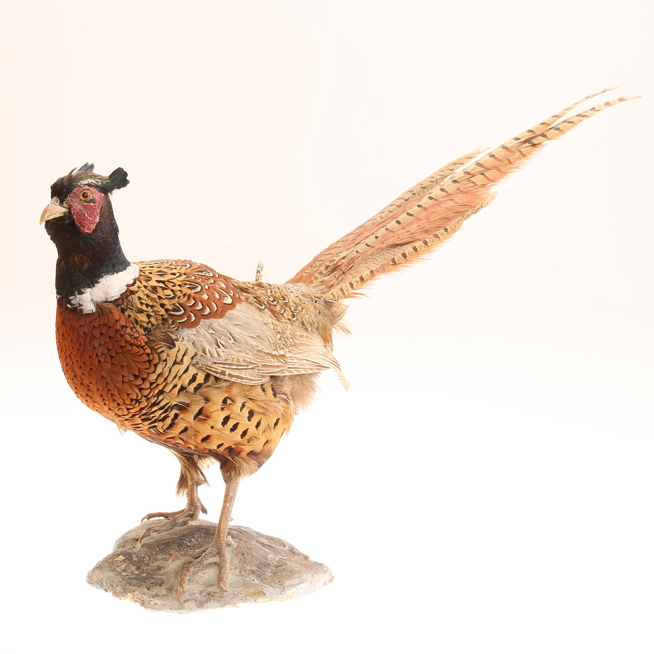 TAXIDERMY, pheasant, stuffed.