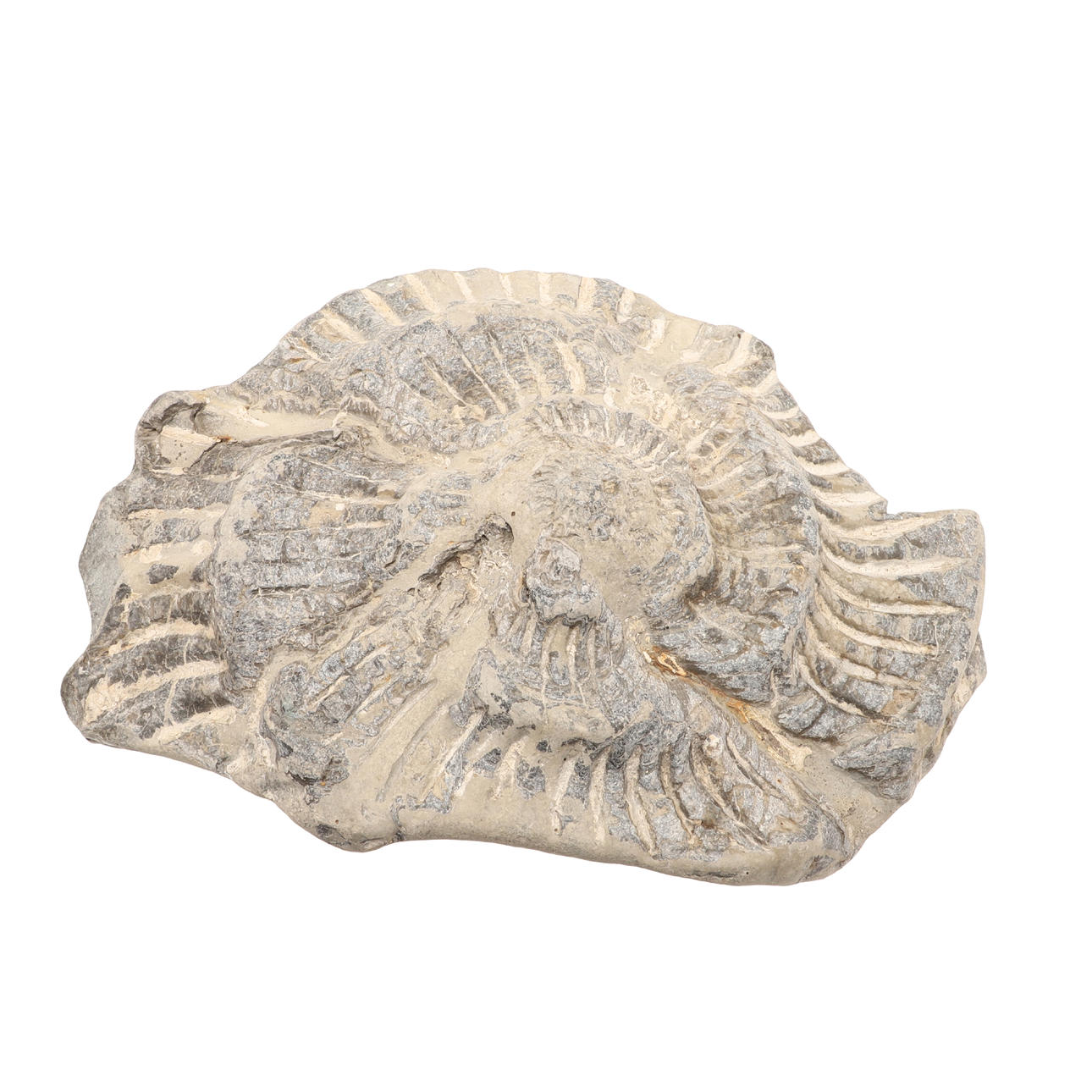 AN AMMONITE FOSSIL.
