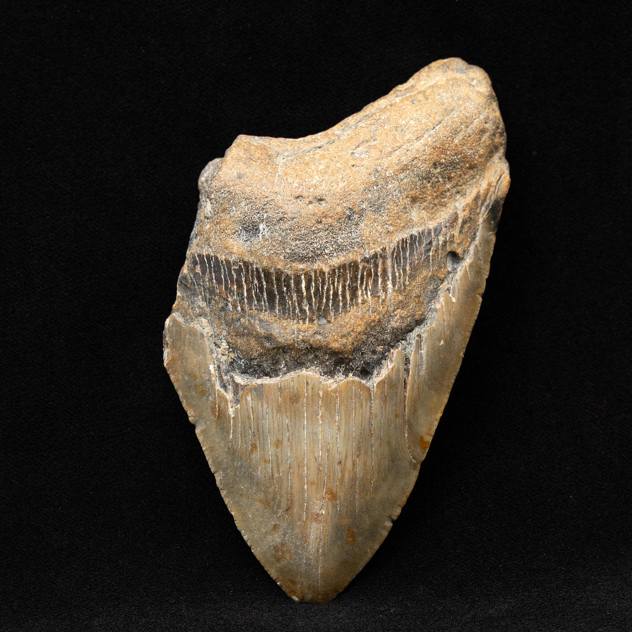 Hajtand fra Megalodon.