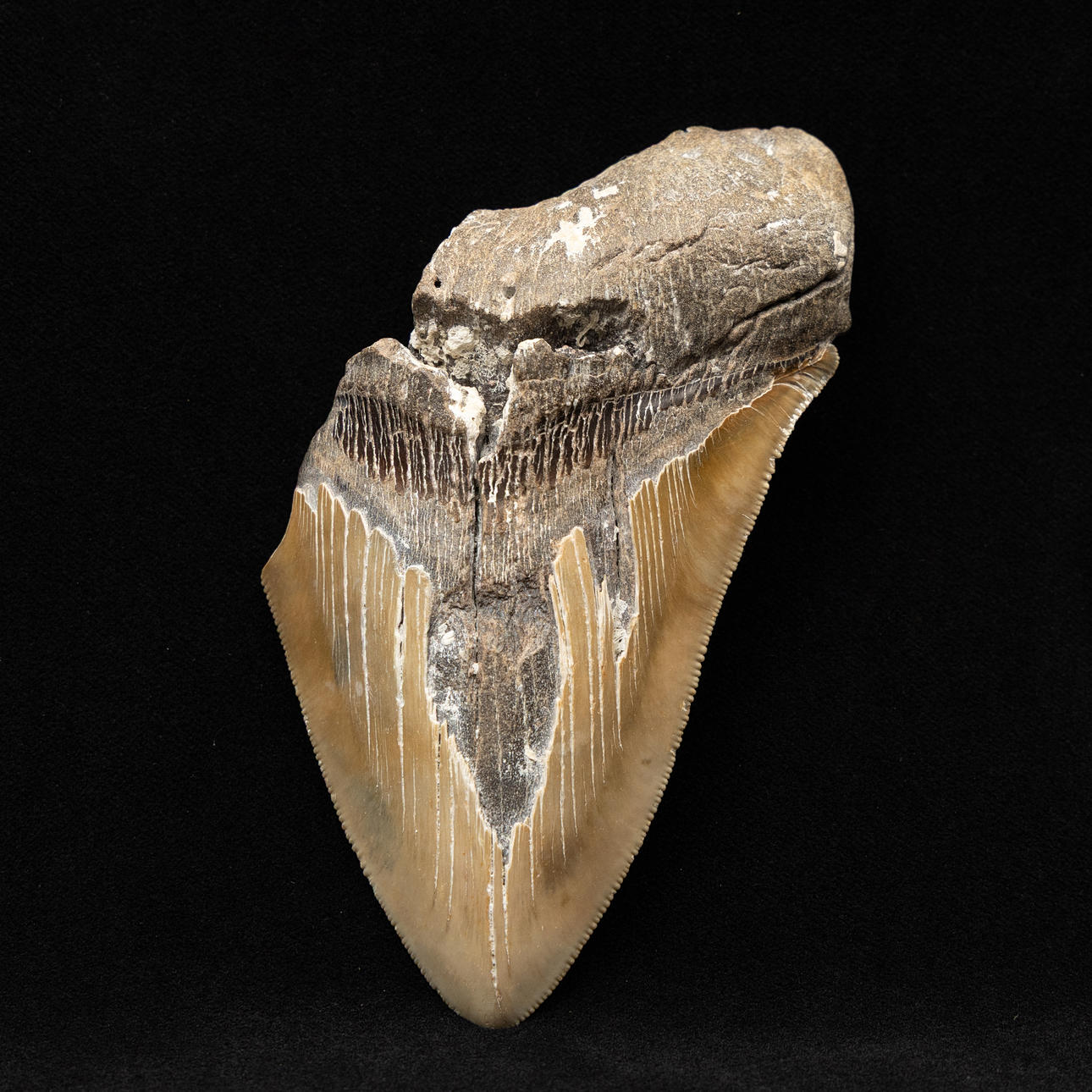 Shark tooth from Megalodon.