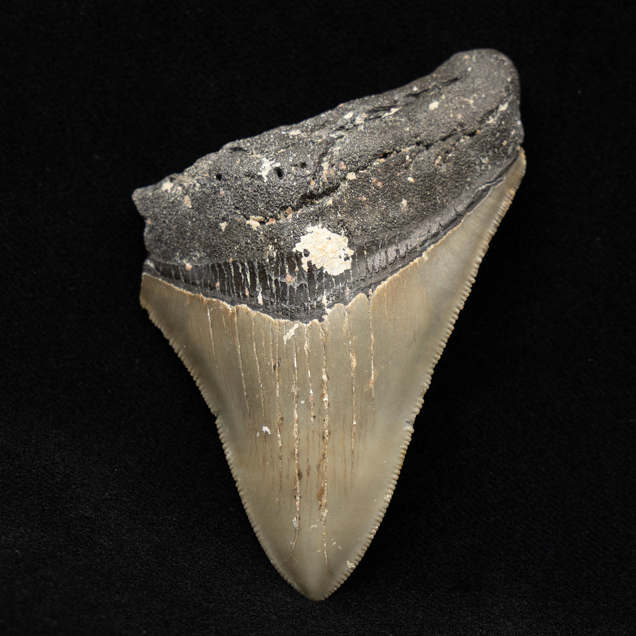 Hajtand fra Megalodon.