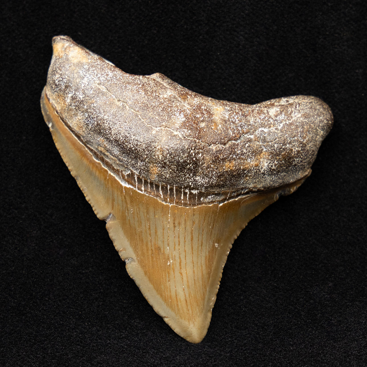 Shark tooth from Megalodon.