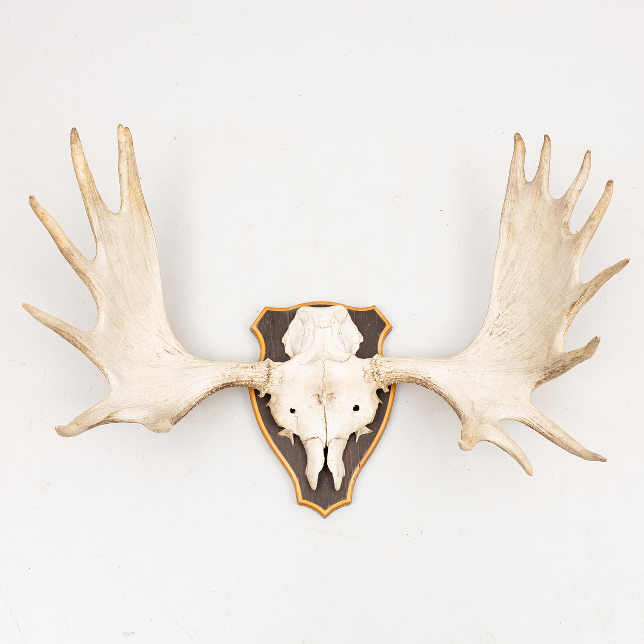 A 15-prong moose antler hunting trophy.