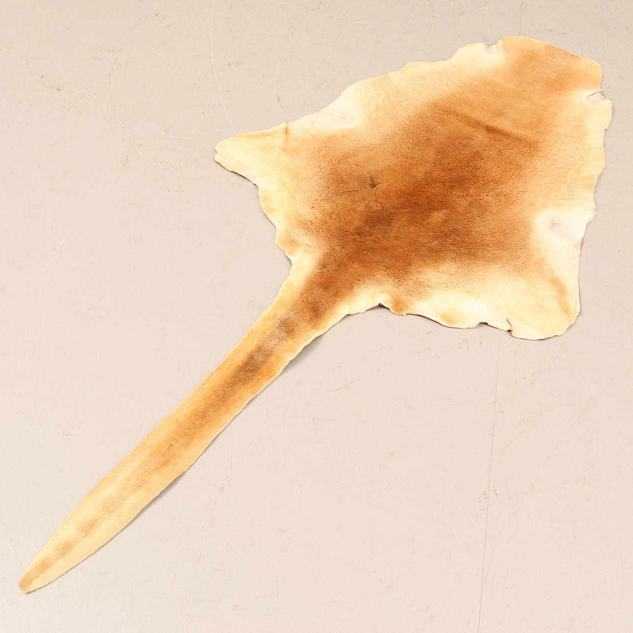 A 20th century Australian kangaroo skin.