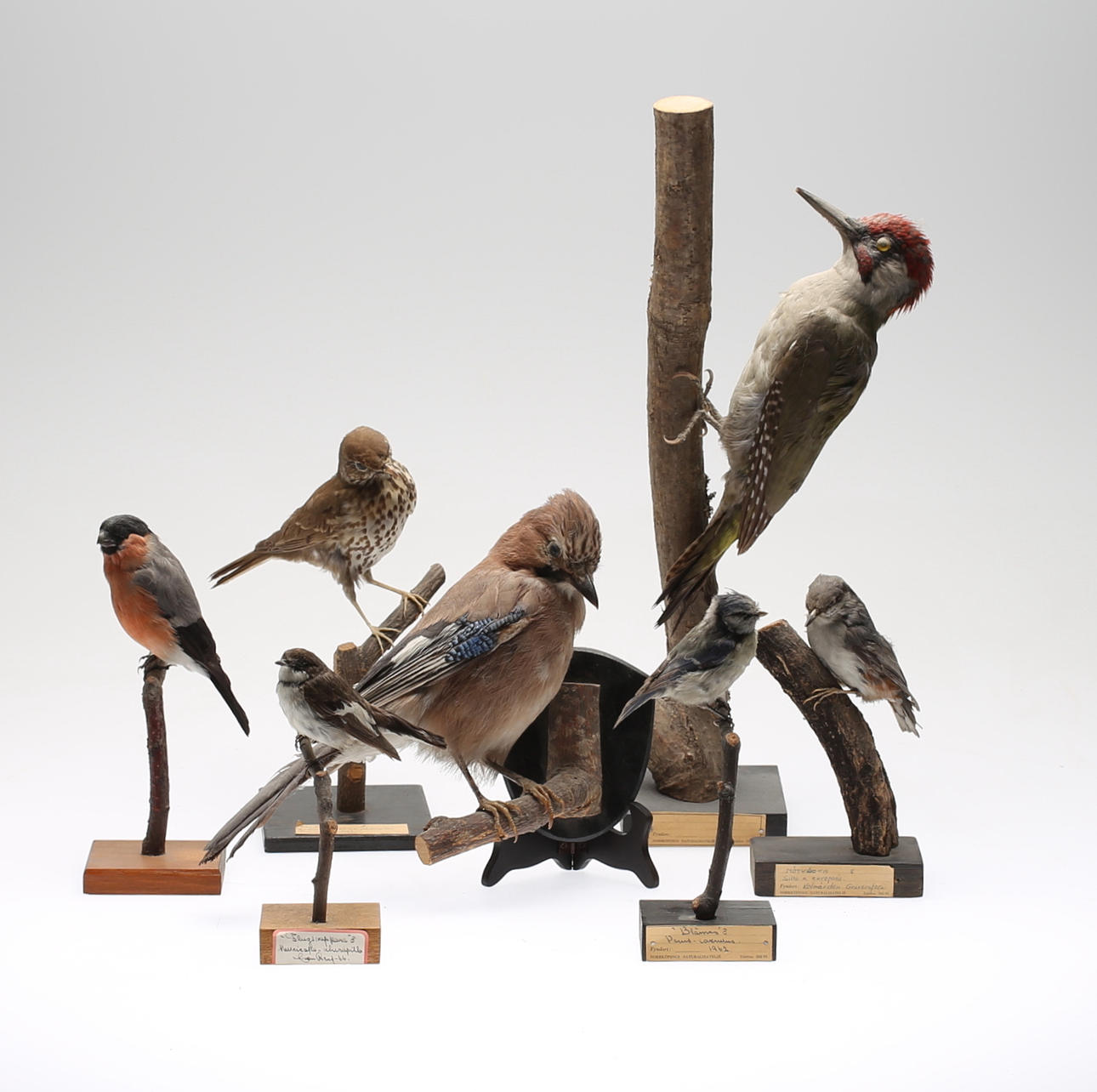 TAXIDERMI, 7 st, fåglar, 1900-tal.