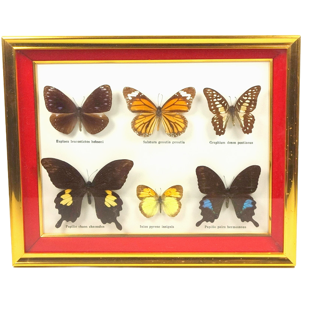 SPECIMEN WALL CASE CONTAINING 6 TAXIDERMY BUTTERFLIES.