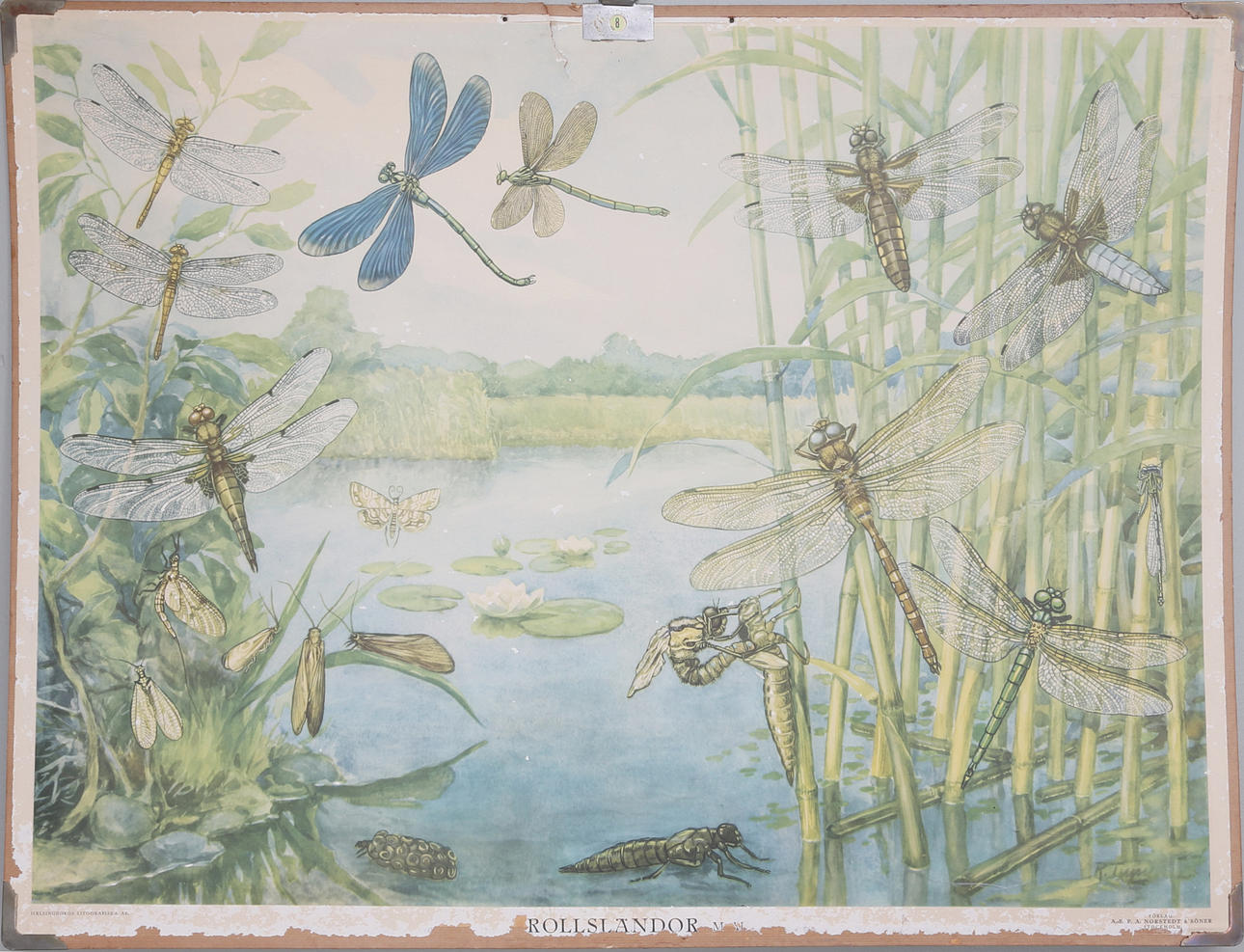 SKOLPLANSCH, "Trollsländor", Nordstedt & Söner.