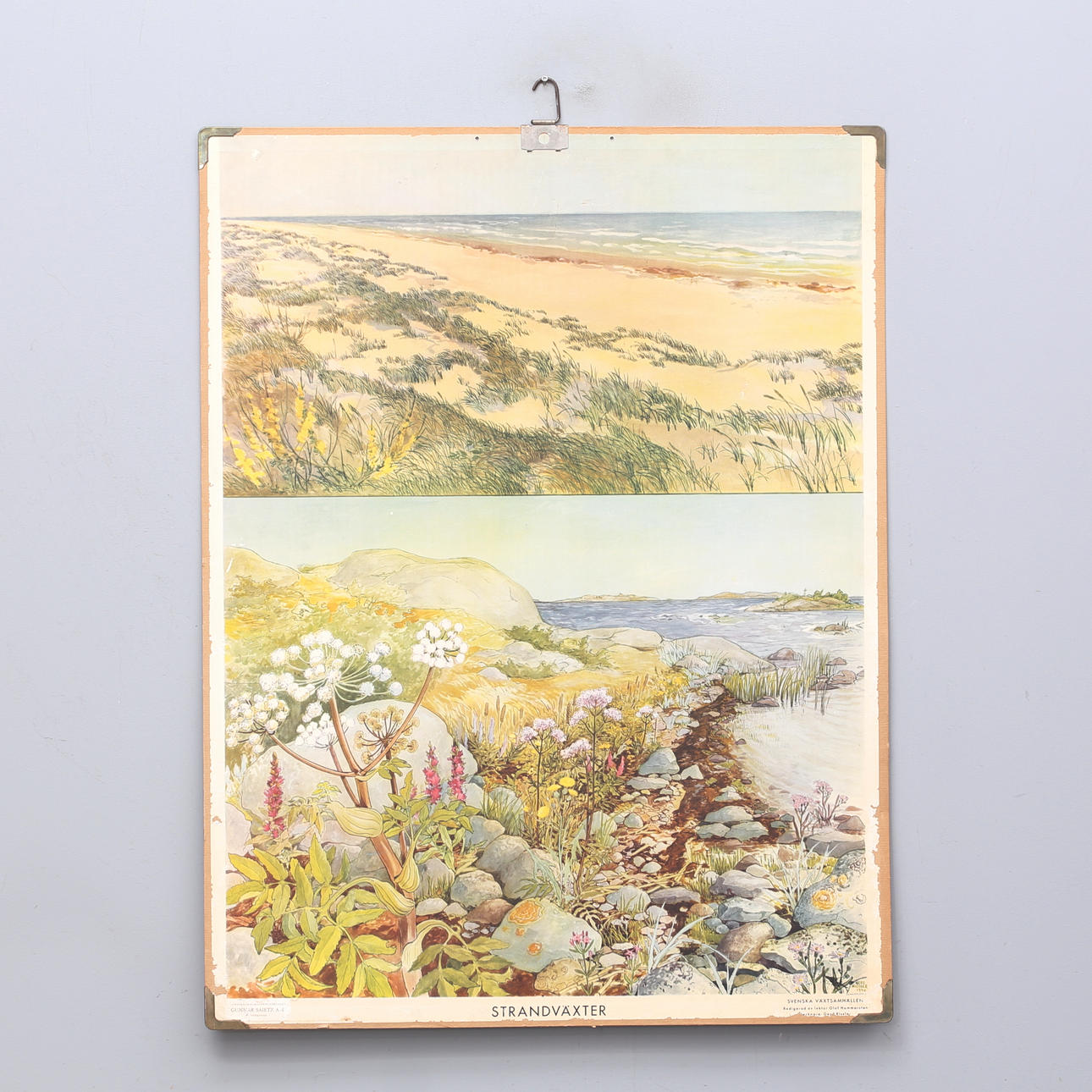 SCHOOL PLAN, “Beach Plants”, by Gerd Rissler.