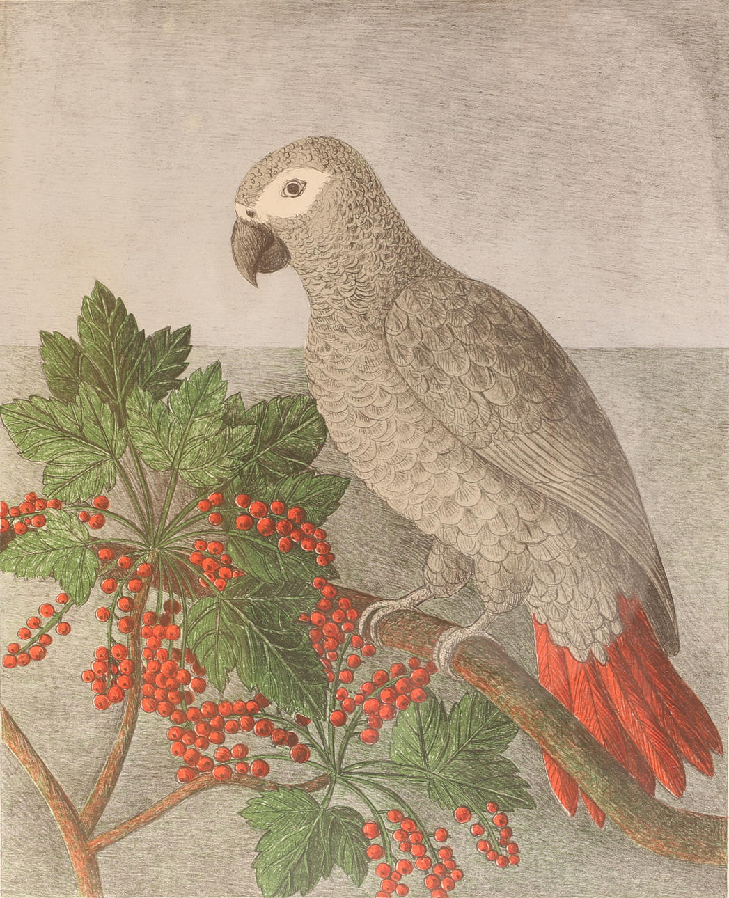 MARIA HILLFON. Lithograph in colours, signed, PT.