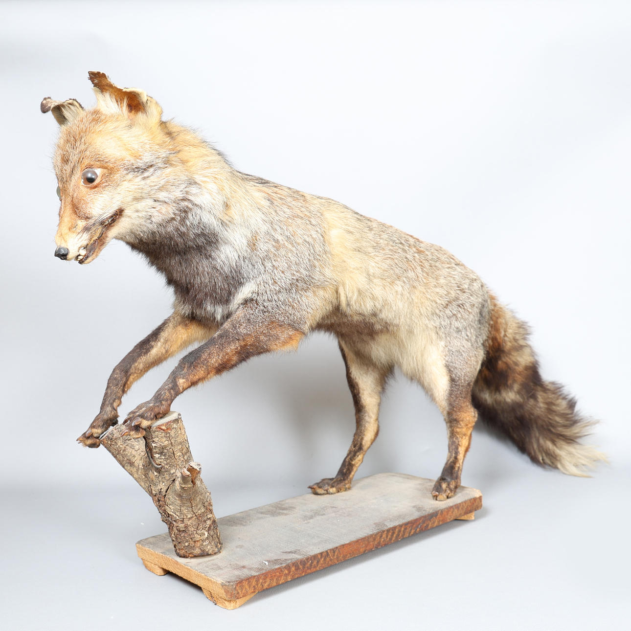 A TAXIDERMY FOX.