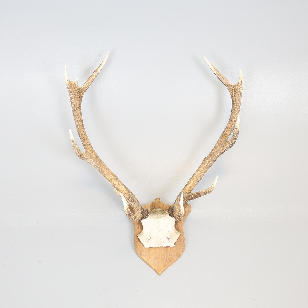 PAAR 11-PUNKT-HIRSCHGEWEIHE.