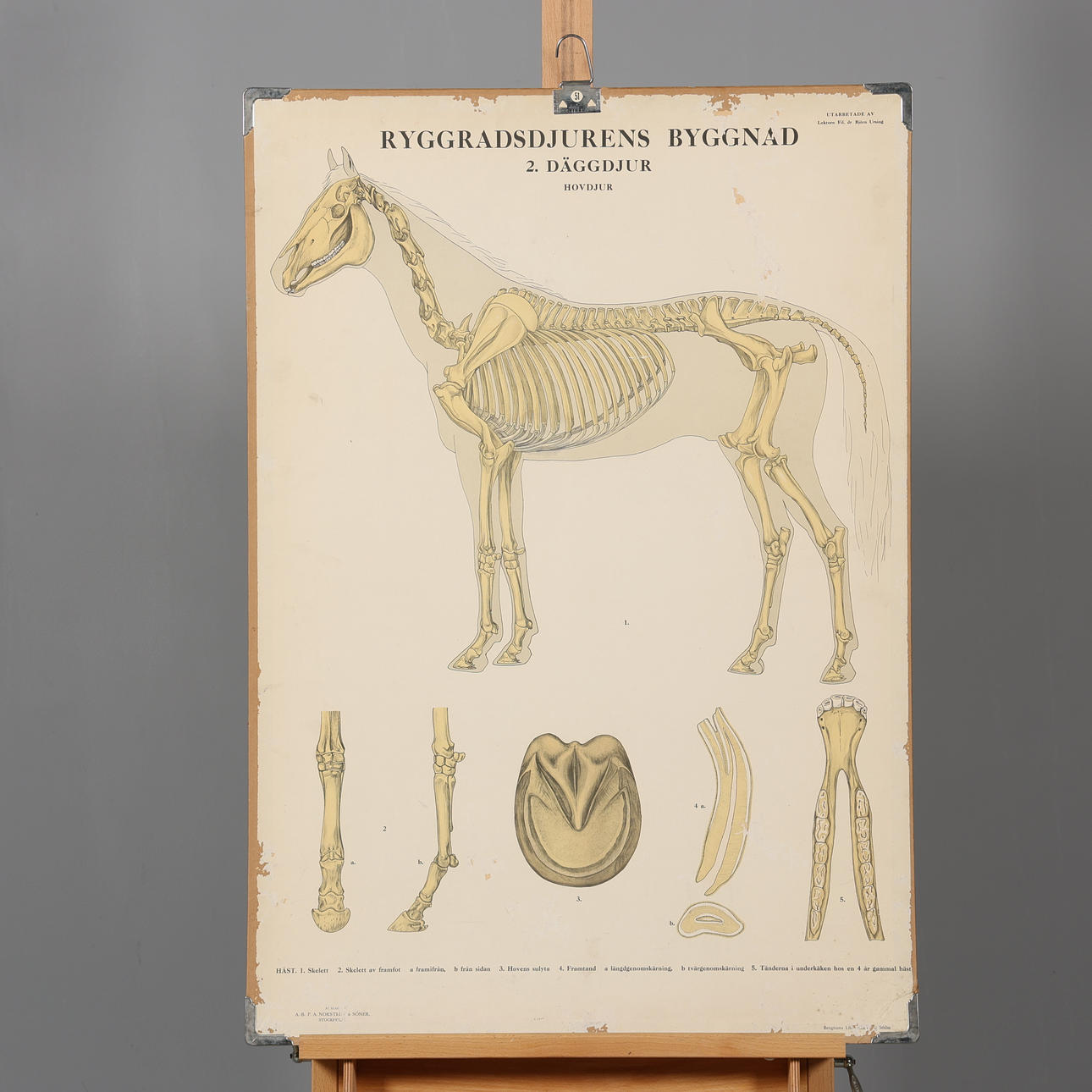 SKOLEPLAN, „Hvirveldyrsbygning“.