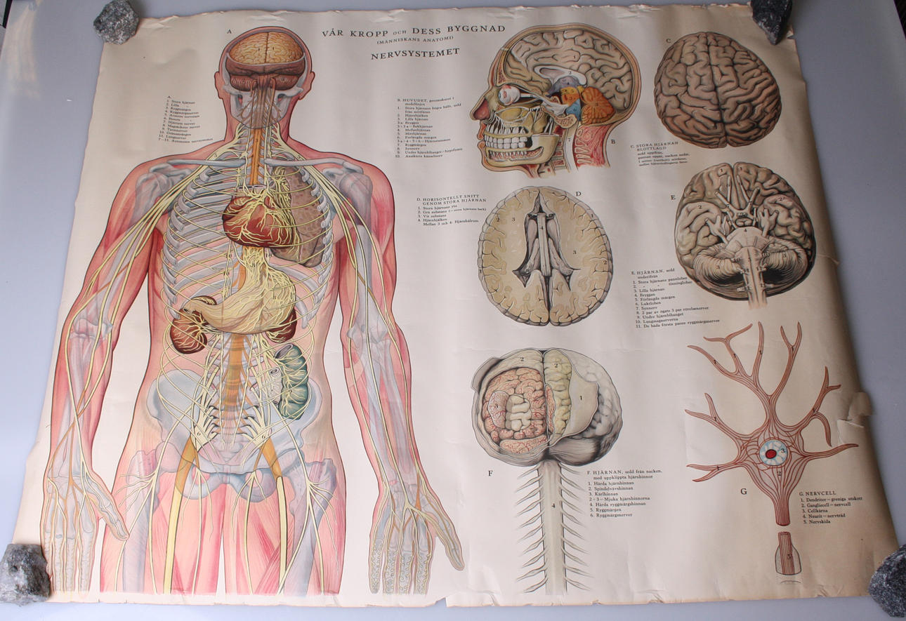 SKOLPLANSCH, "Kroppens anatomi", Vår kropp och dess byggnad " Nervsystemet".