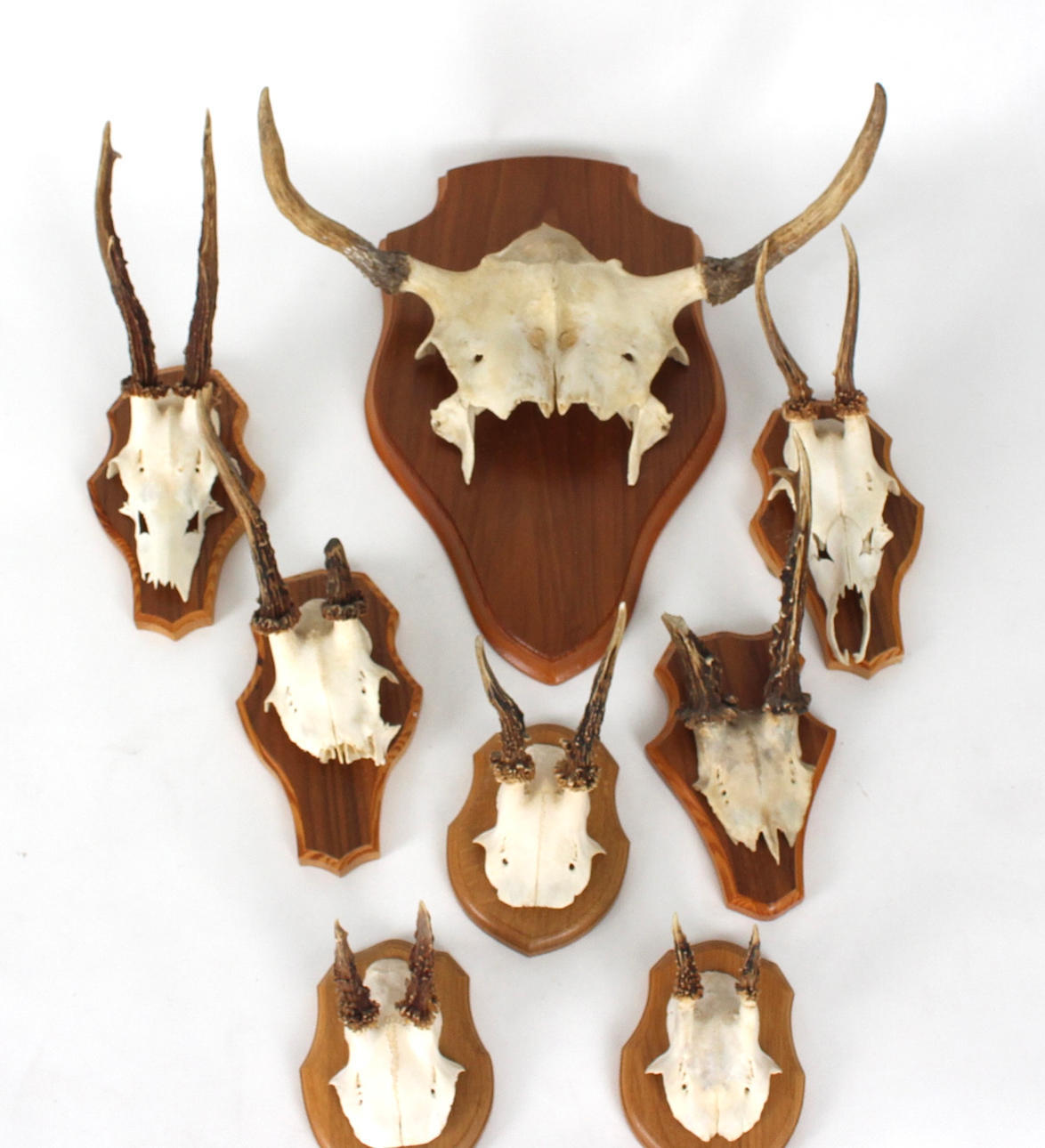 HORN med dekorative træplader. 8 stk.