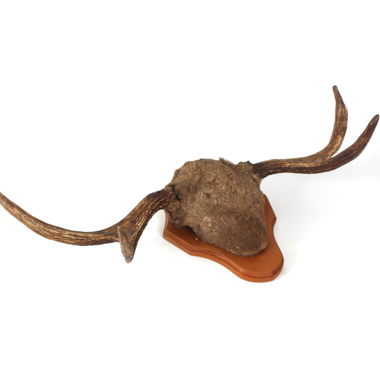 MOOSE HORN/HUNTING TROPHY, 4 tags.