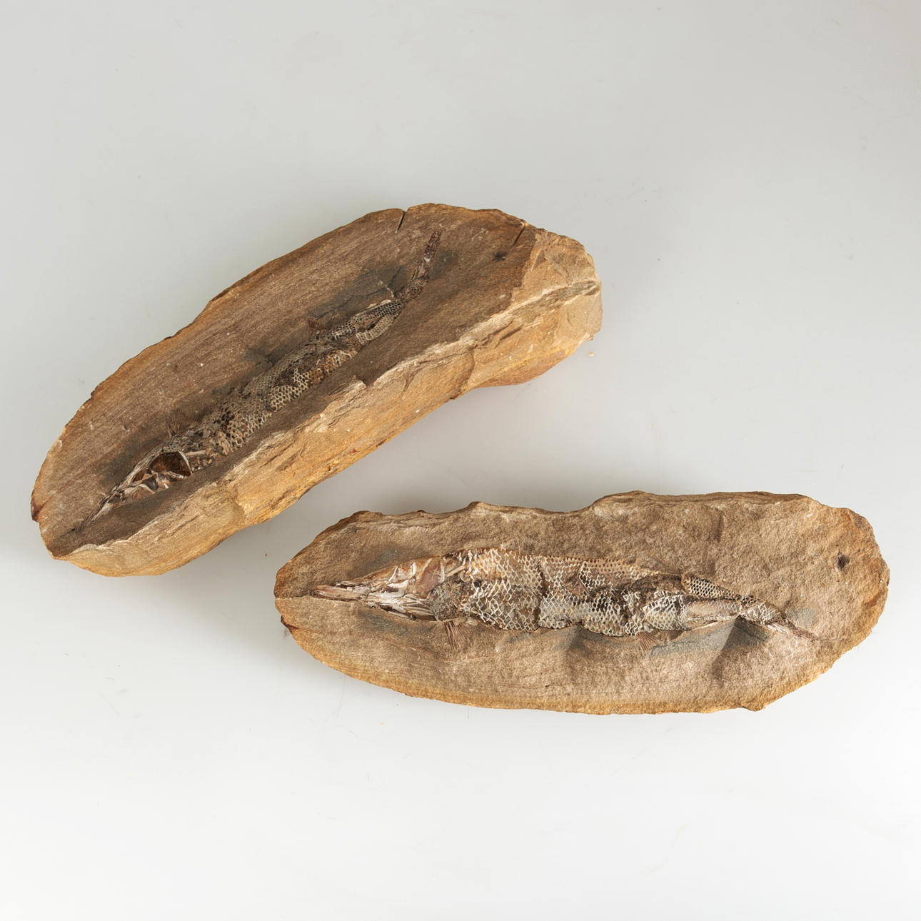 Kalojen fossiili/kivettyminen.