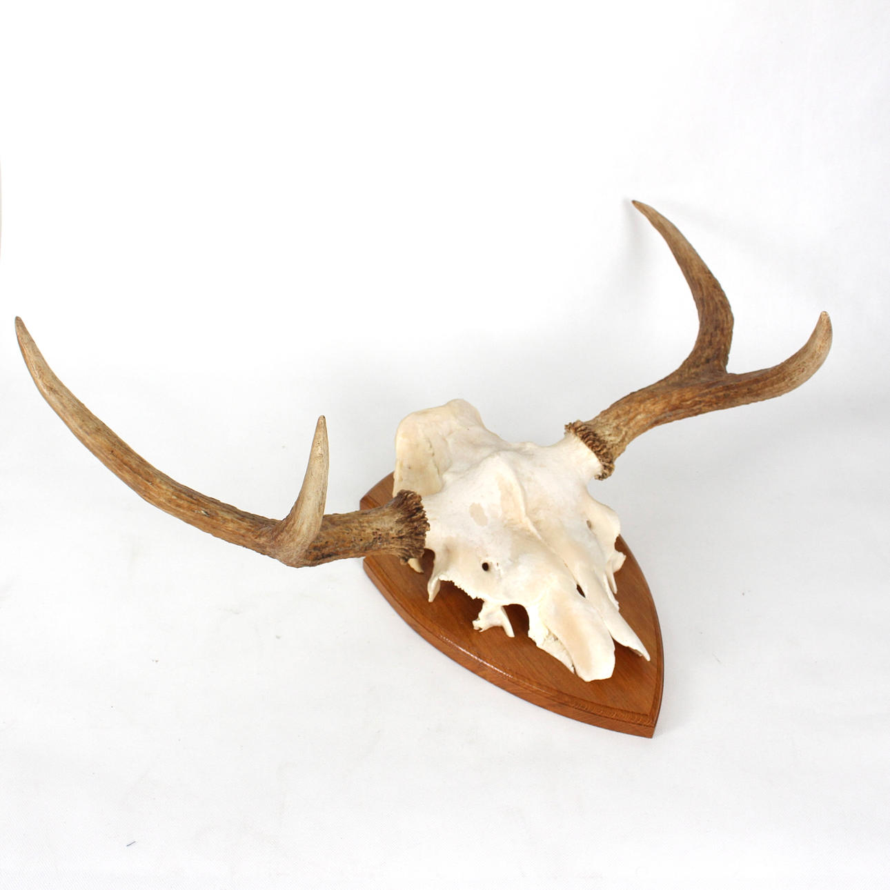 MOOSE HORN/HUNTING TROPHY, 4 tags.