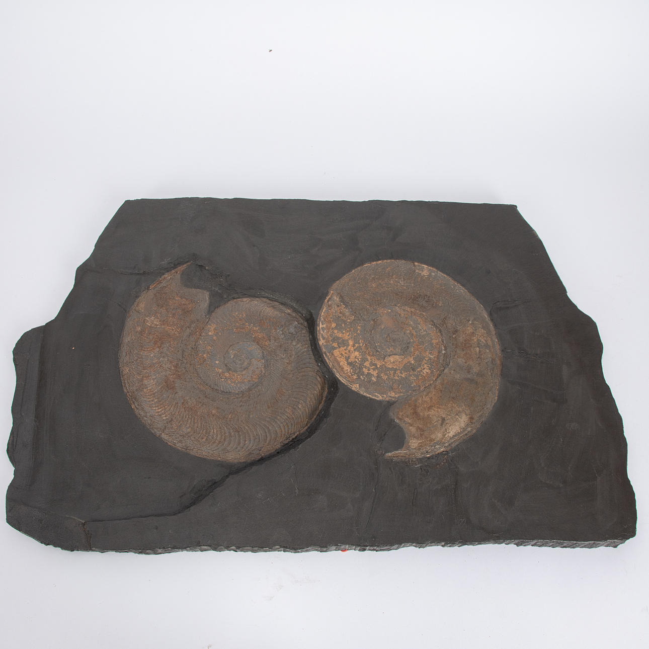 Liuskekivilevy Harpoceras-tulosteilla.