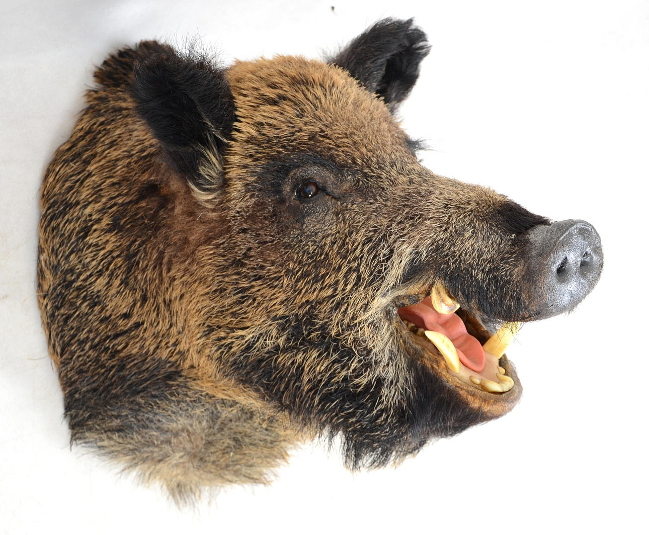 JAKTTROFÉ, Vildsvinshuvud.