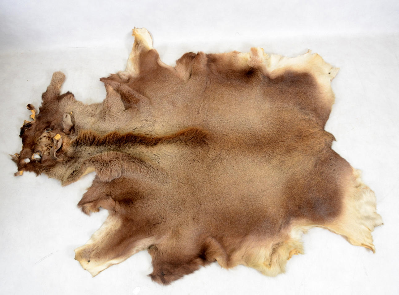 ÄLGSKINN, garvat, 1900-tal.