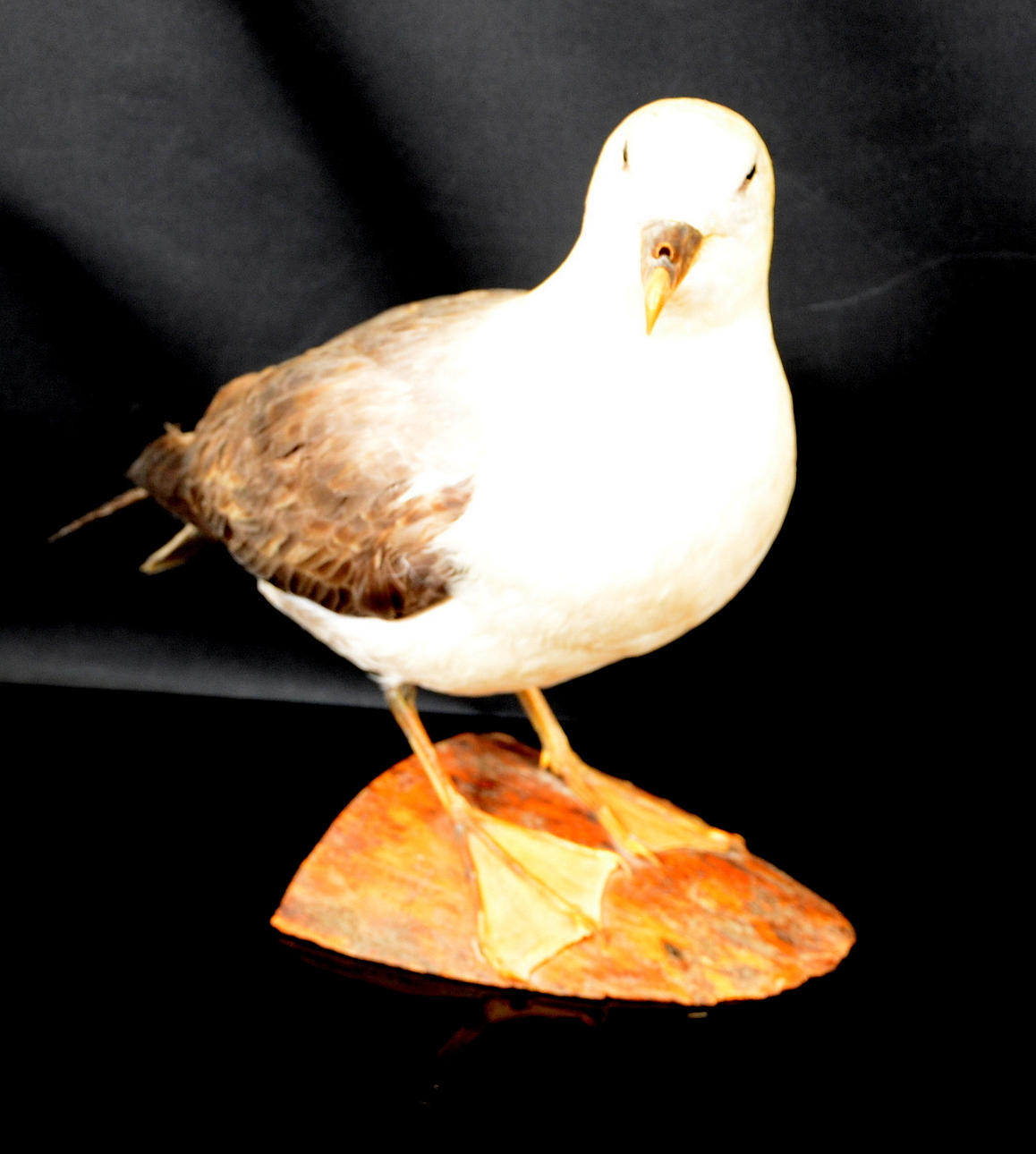 STORMFÅGEL, uppstoppad.