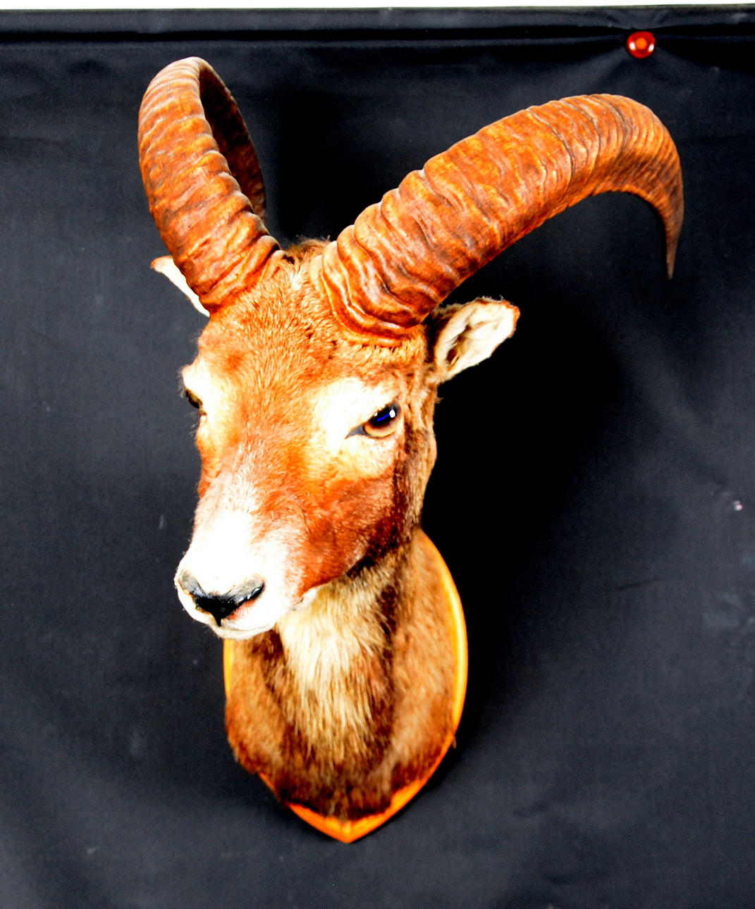 JAKTTROFÉ, Mufflonfår.