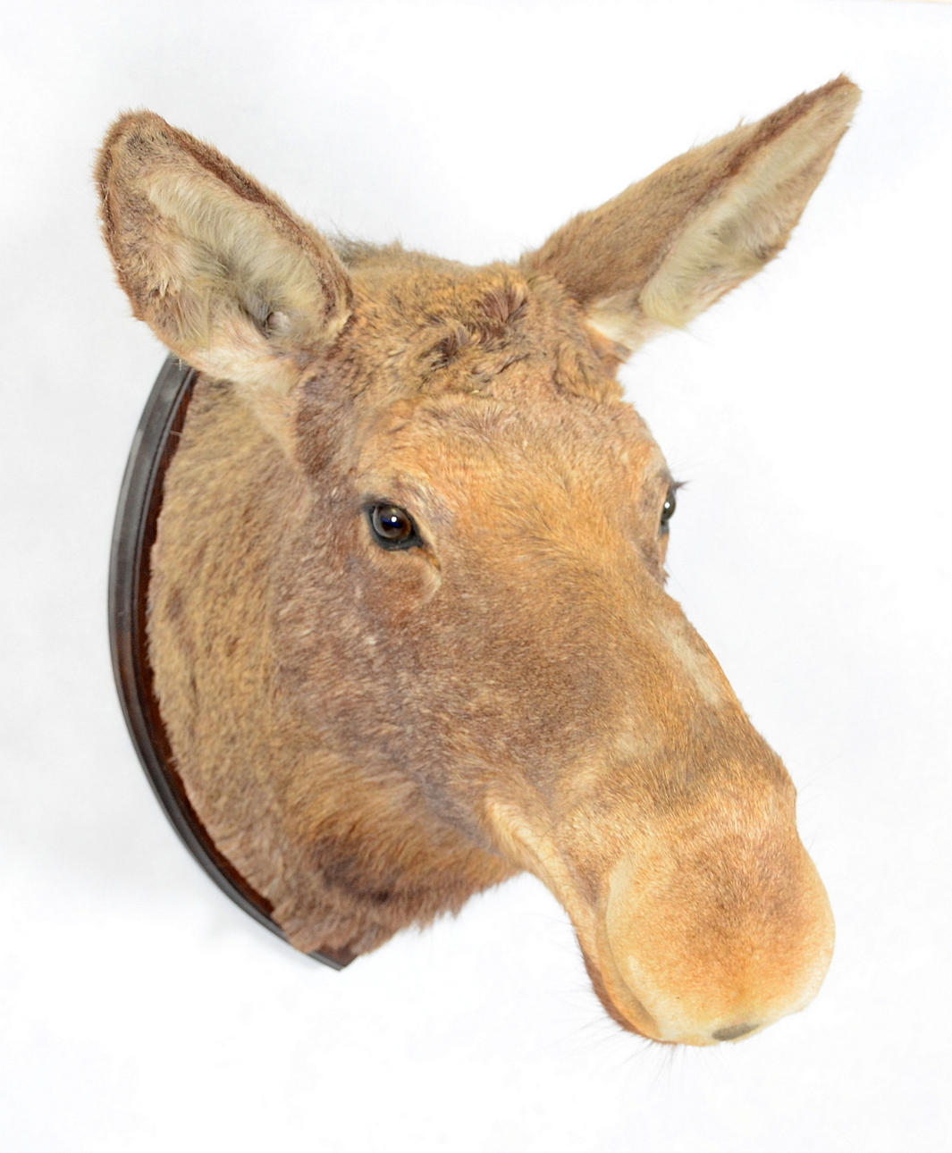 JAKTTROFÉ, älgkviga. 1900-tal.