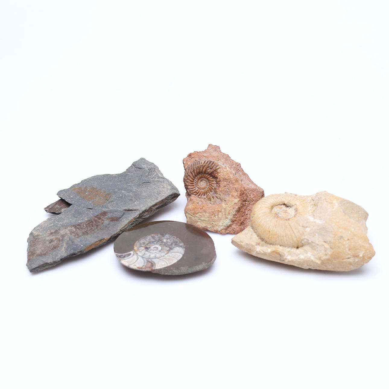 FOSSILIEN, 4 Stück.
