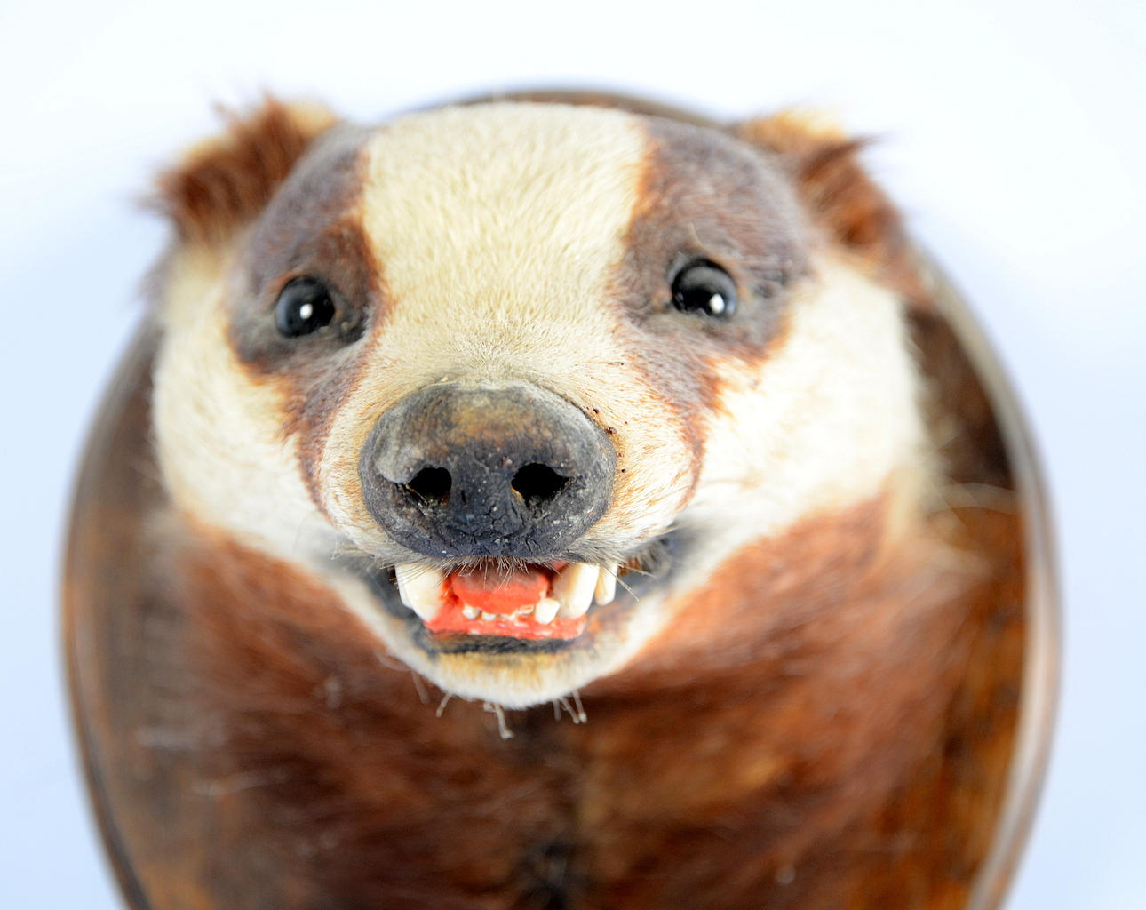 JAKTTROFÉ, grävlingshuvud, 1900-tal.