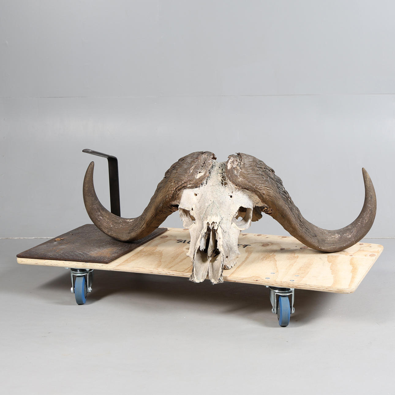 EIN GROSSES PAAR KAPBÜFFELHÖRNER.