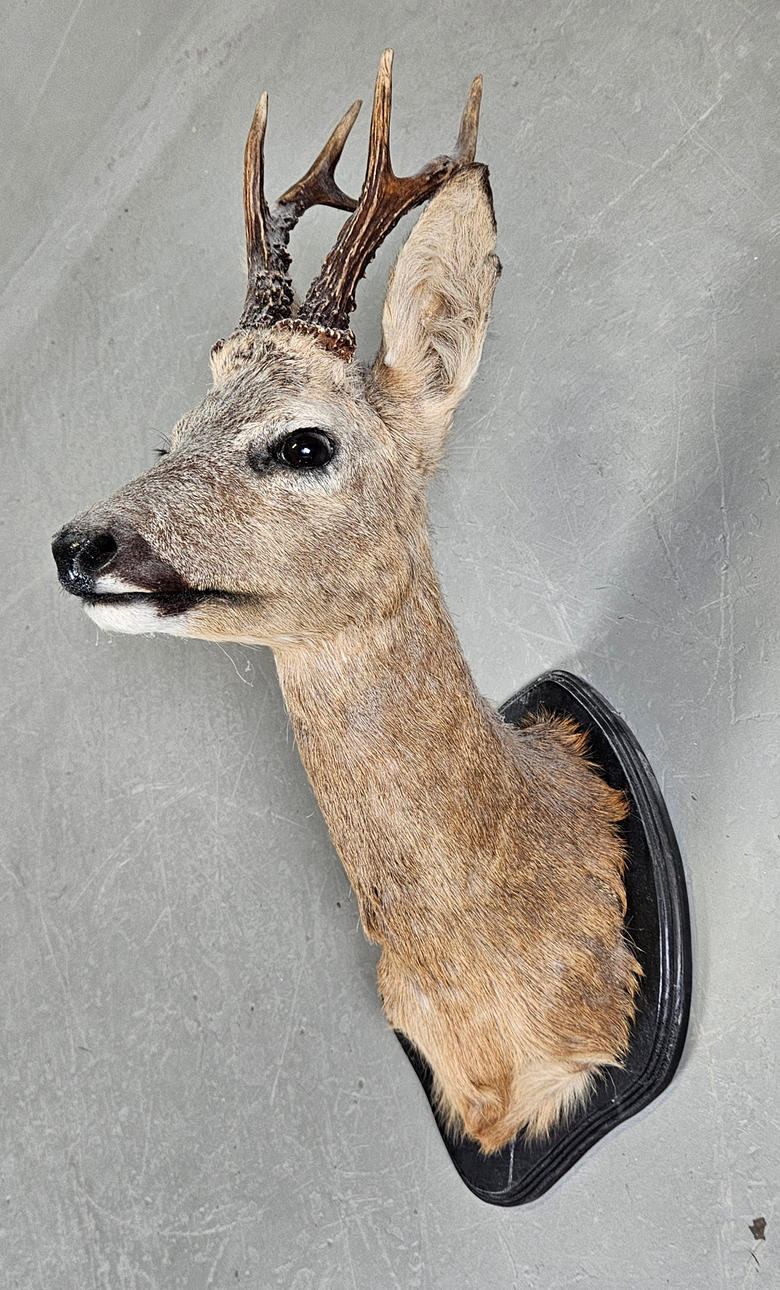 HUNTING TROPHY, deer head.