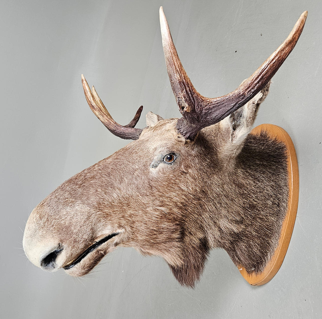 HUNTING TROPHY, moose head.