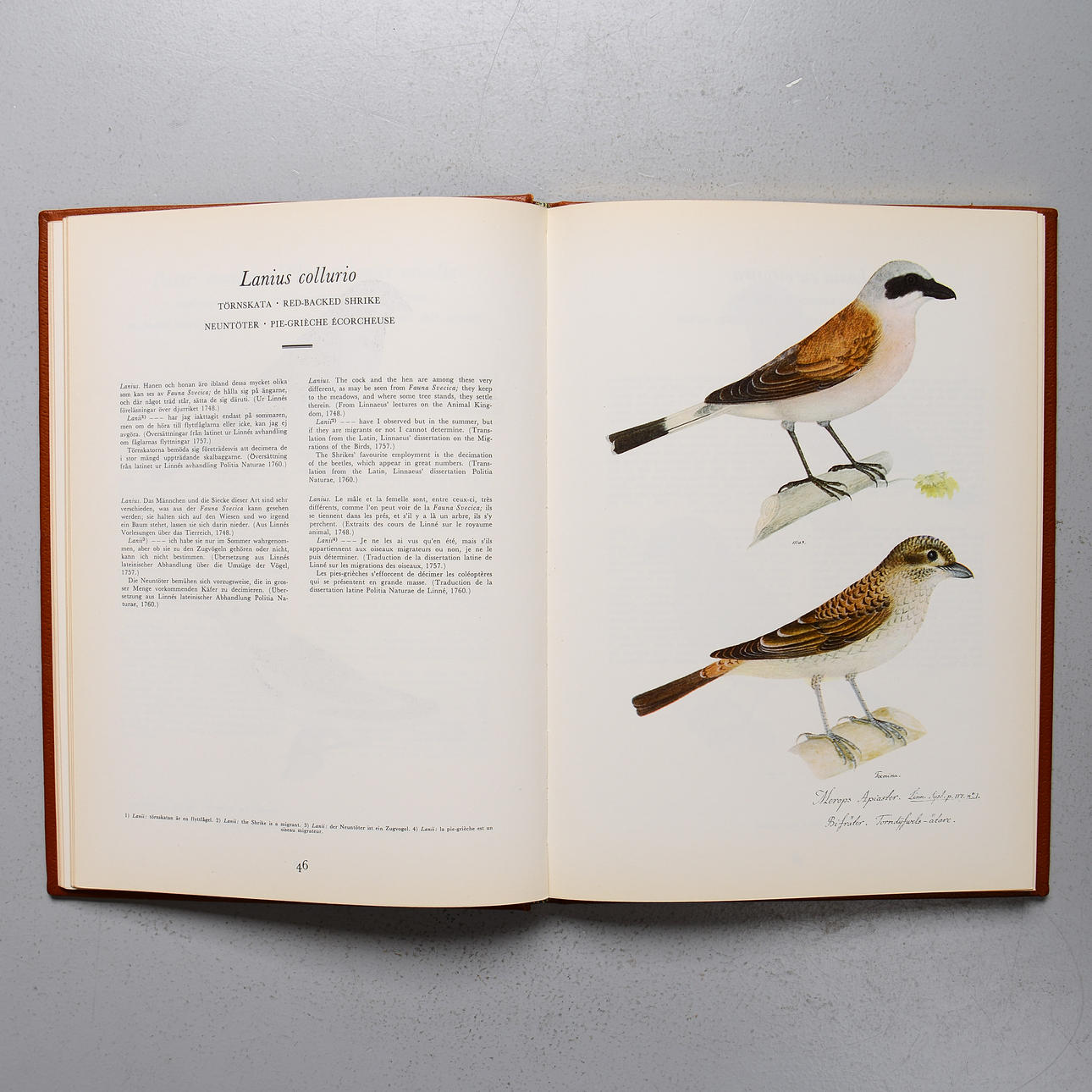 BOOK, “Olof Rudbeck's Bird Book”, 1971. Books, Maps