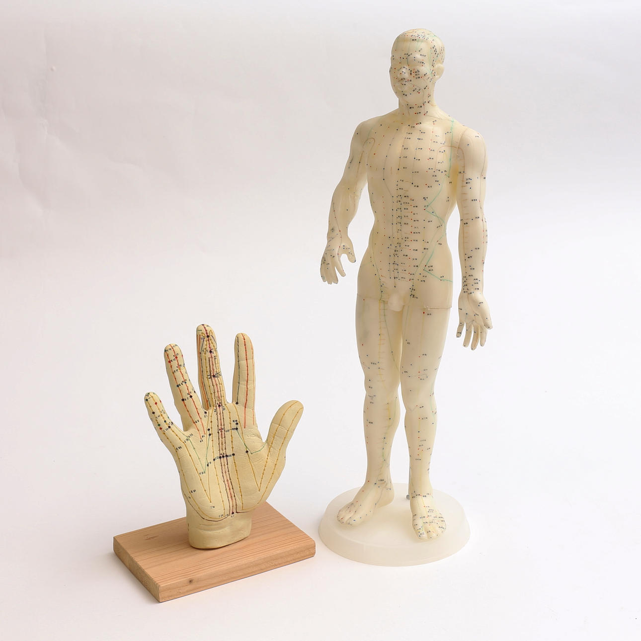 ANATOMICAL MODELS FOR ACUPUNCTURE, 19/2000's.
