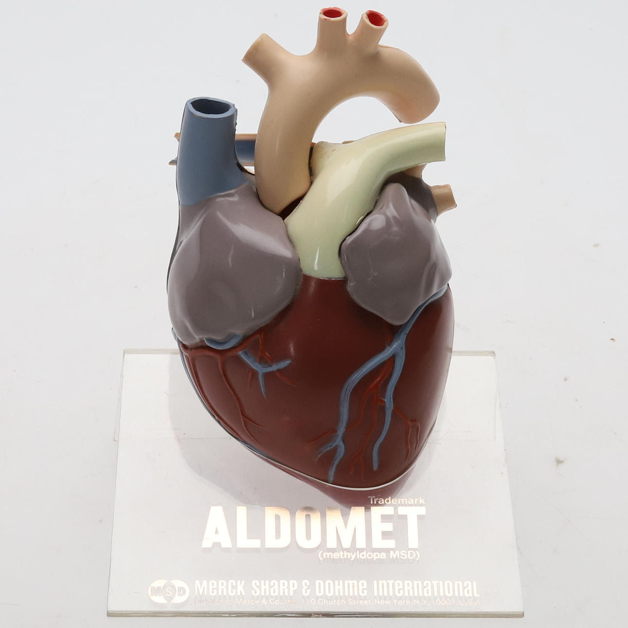 ANATOMICAL HEART MODEL. Plastics, Merck, Sharp and Dohme, from 1959.