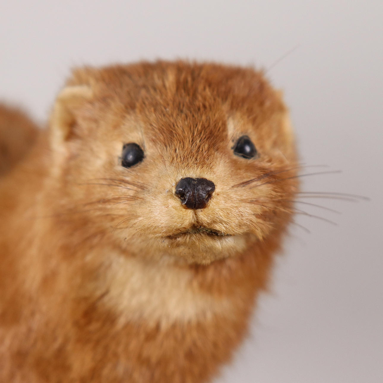 TAXIDERMIE, Nerz (Neovison vision).