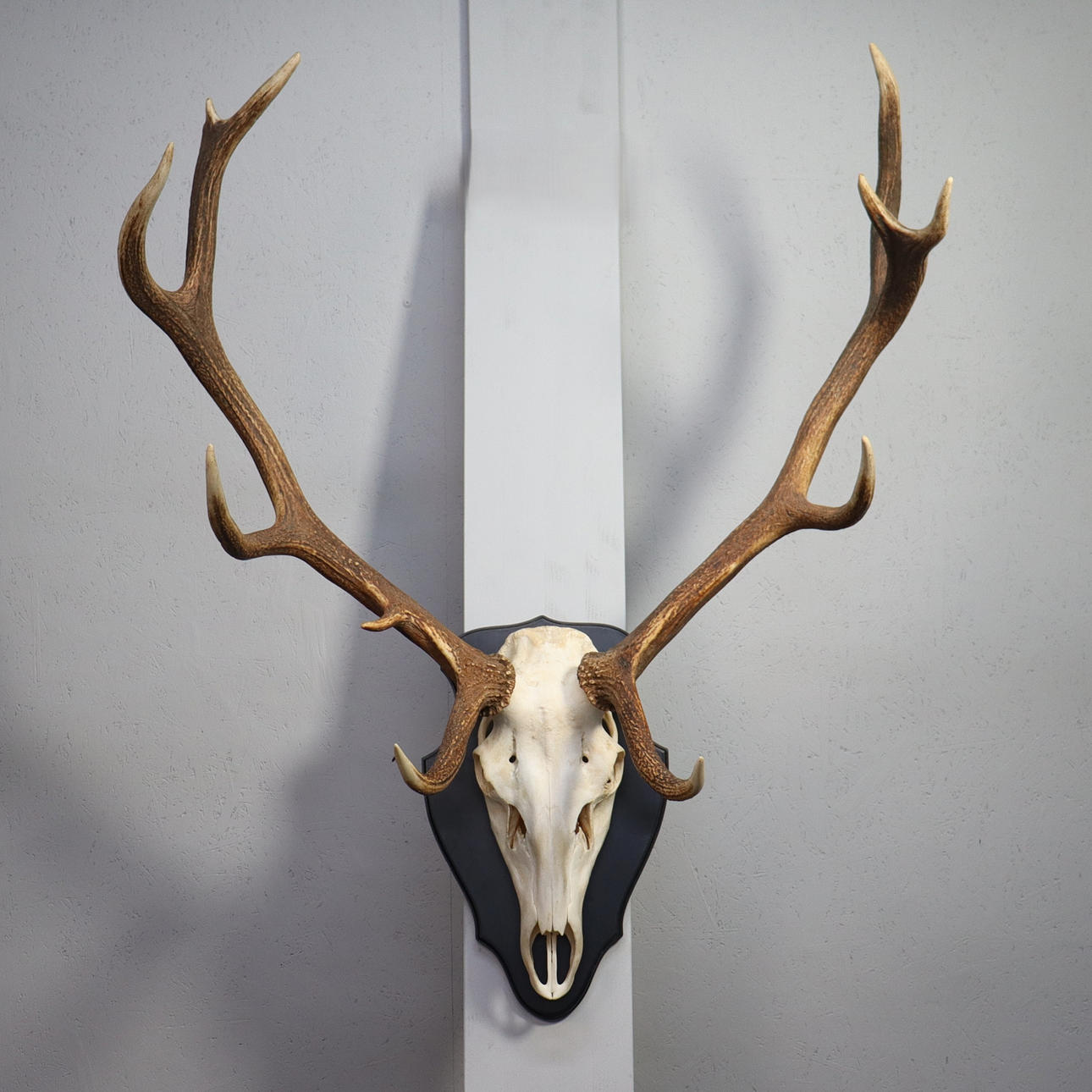 TAXIDERMI, Rotwild, 12 Anhänger.