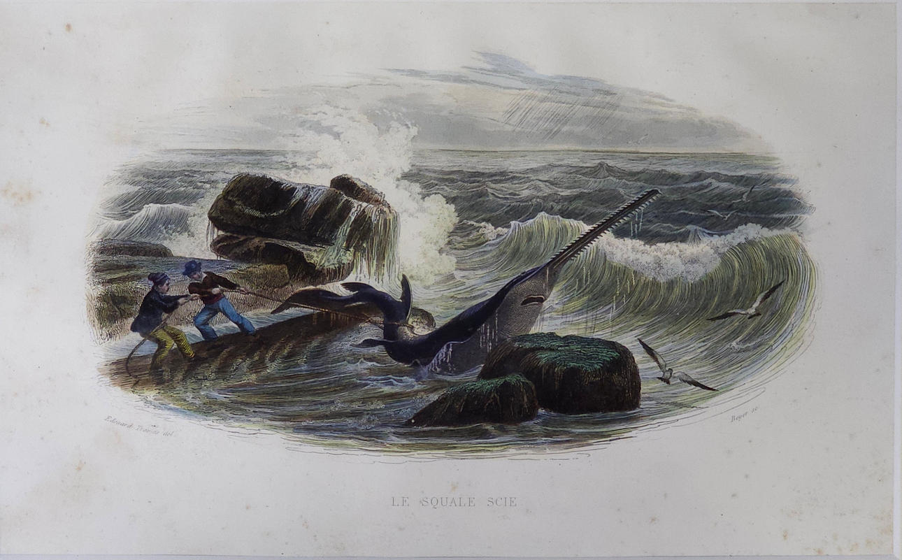 “The Scie Sharks.” Engraving on paper.