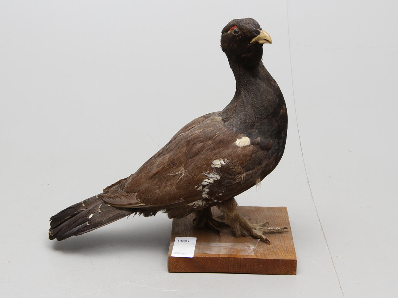 TJÄDERTUPP uppstoppad.