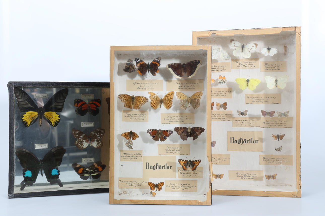 FJÄRILAR, Uppstoppade/konserverade, 3 lådor, 1900-tal.