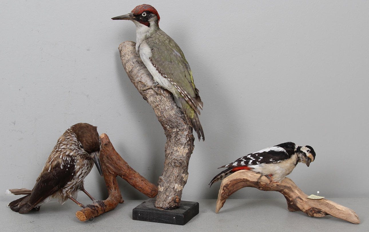 UPPSTOPPADE FÅGLAR, 3 st.