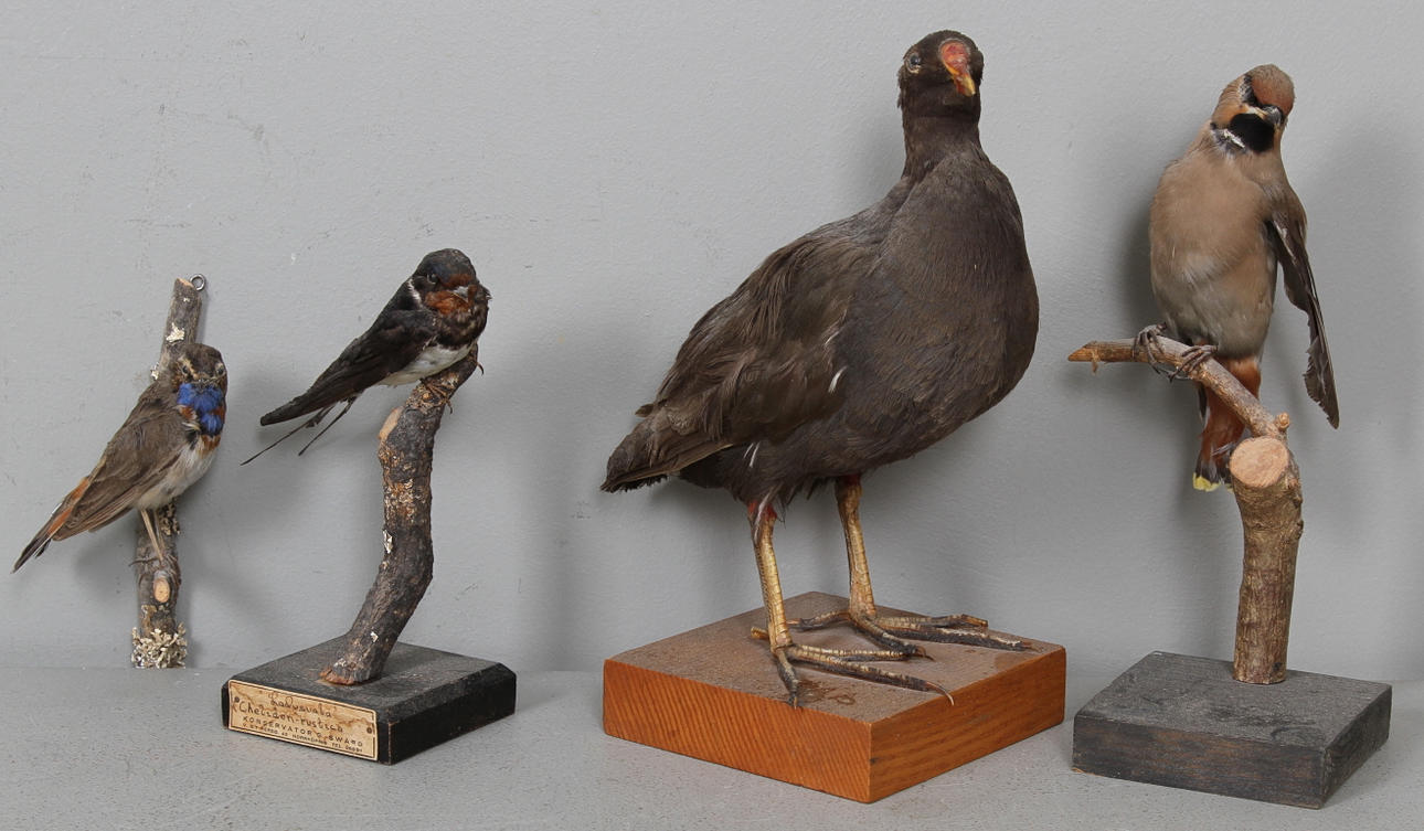 UPPSTOPPADE FÅGLAR, 4 st.