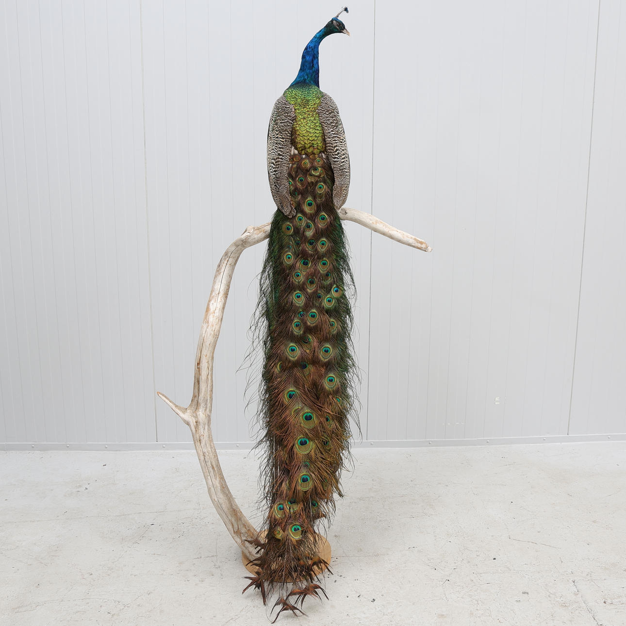PEACOCK, taxidermi/stuffed, mounted.