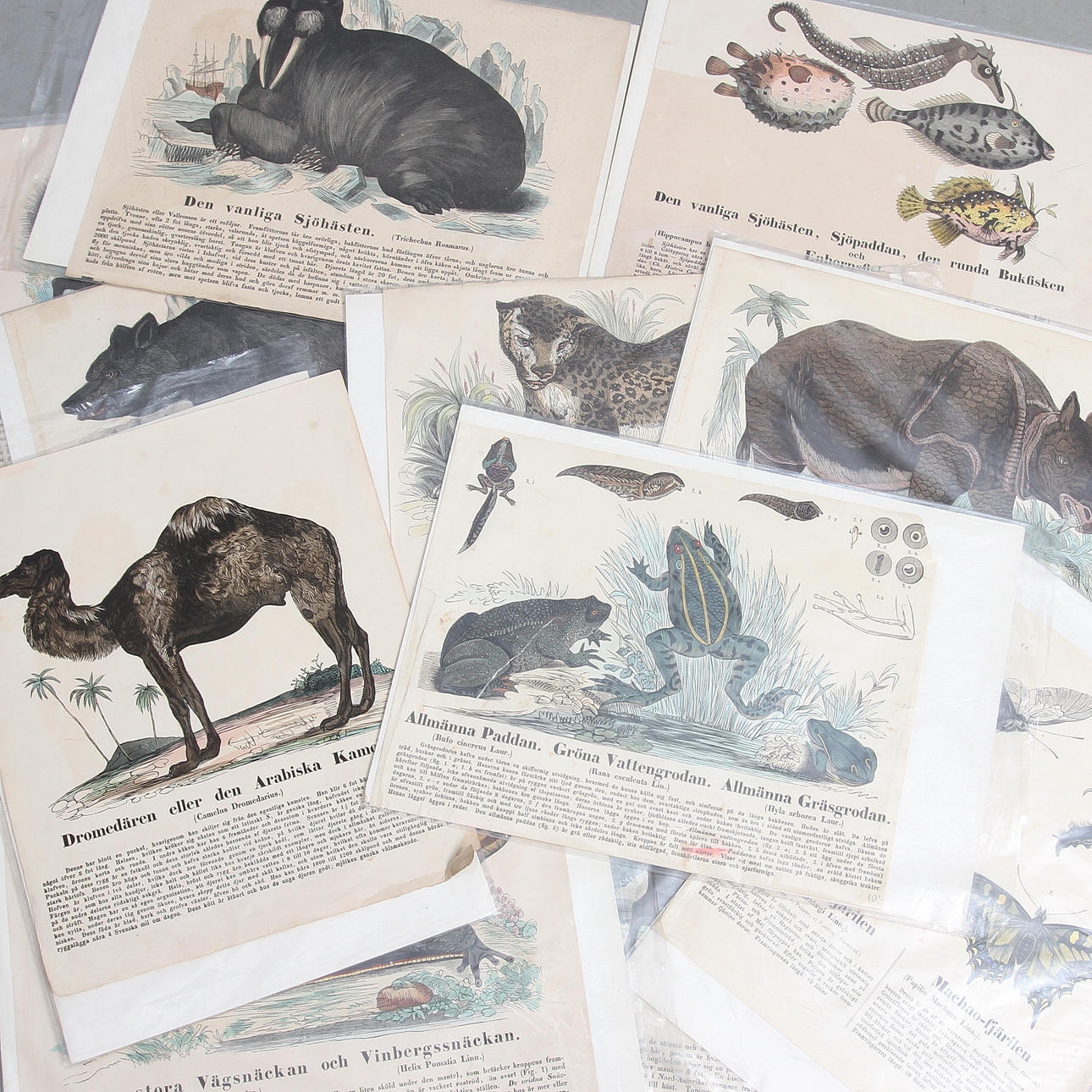 GRAFISKA BLAD, 18 st, kolorerade, olika djur, omkring 1900.