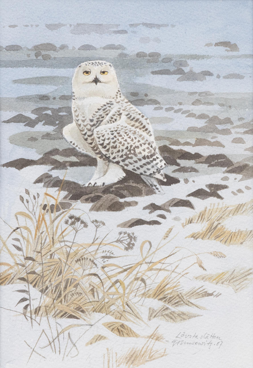 GUNNAR BRUSEWITZ. Mountain owl, Lövsta slätten, watercolour, signed and dated -87.