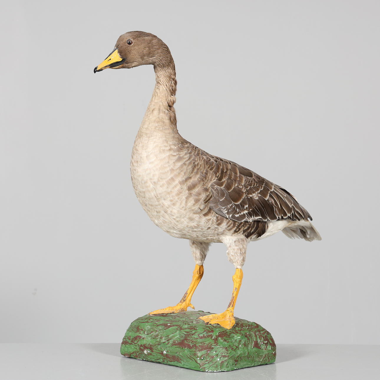 GOOSE, stuffed, taxidermy.