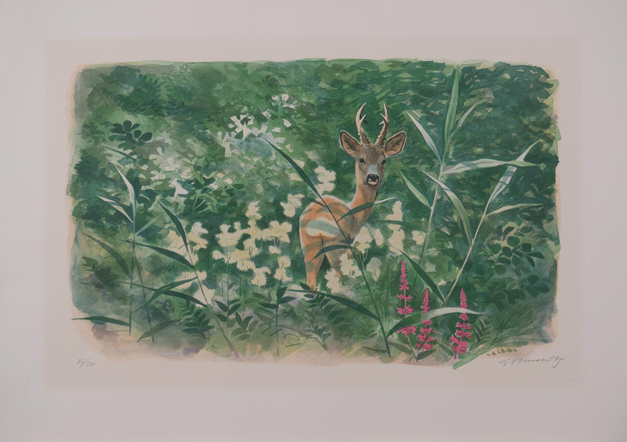 GUNNAR BRUSEWITZ. Deer, lithograph in colours, signed G Brusewitz.